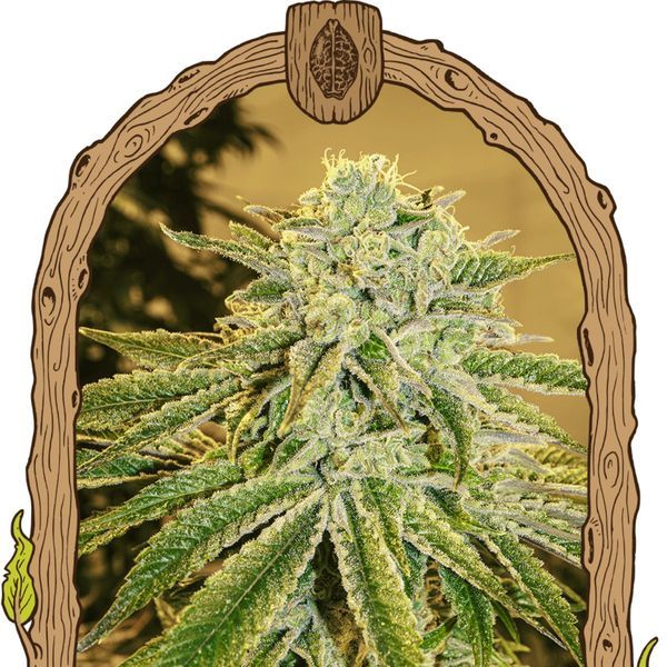 White Banana Auto (Exotic Seed) Feminiserade