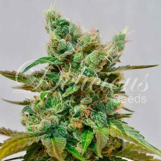 Honeybells (Delicious Seeds) Feminiserade