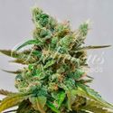 Honeybells (Delicious Seeds) Feminiserade