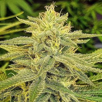Lord Kush (Delicious Seeds) feminiserade