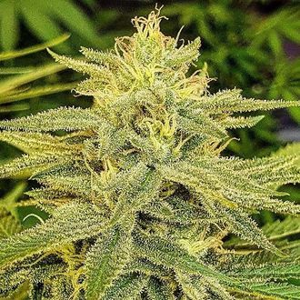 Lord Kush (Delicious Seeds) Feminiserade