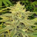 Lord Kush (Delicious Seeds) Feminiserade