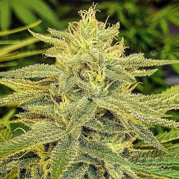 Lord Kush (Delicious Seeds) Feminiserade