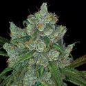Bruce Banner 3 (Anesia Seeds) Feminiserade