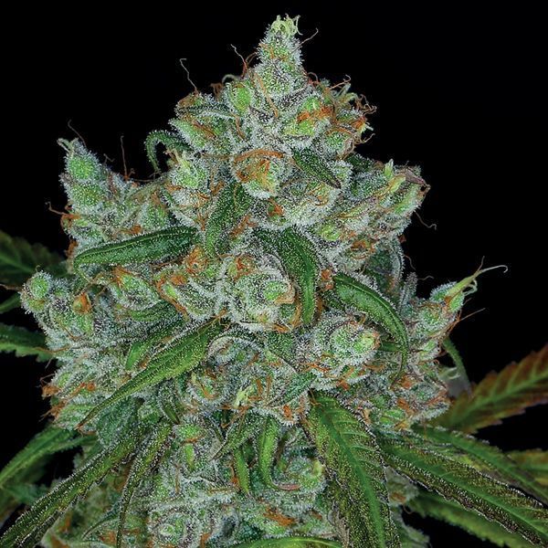 Bruce Banner 3 (Anesia Seeds) Feminiserade