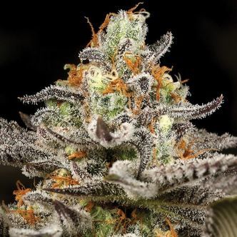 Sleepy Joe (Anesia Seeds) feminiserade