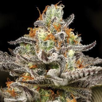 Sleepy Joe (Anesia Seeds) Feminiserade