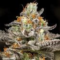 Sleepy Joe (Anesia Seeds) Feminiserade