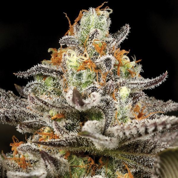 Sleepy Joe (Anesia Seeds) Feminiserade