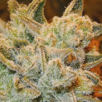 White Runtz (Anesia Seeds) Feminiserade