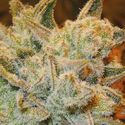 White Runtz (Anesia Seeds) Feminiserade