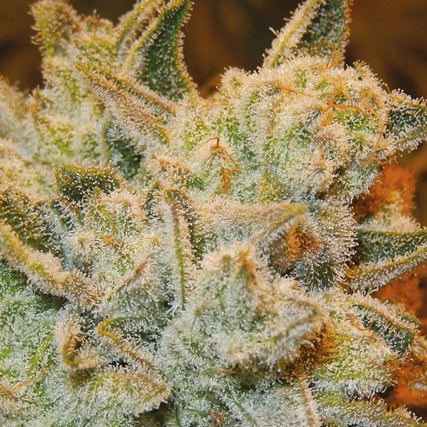 White Runtz (Anesia Seeds) Feminiserade