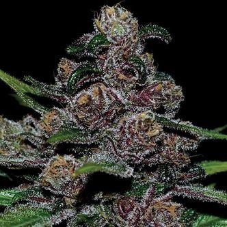 Auto Blackberry Moonrocks (Anesia Seeds) feminiserade cannabisfr&ouml;n