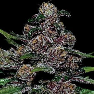 Auto Blackberry Moonrocks (Anesia Seeds) Feminiserade