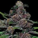 Auto Blackberry Moonrocks (Anesia Seeds) Feminiserade