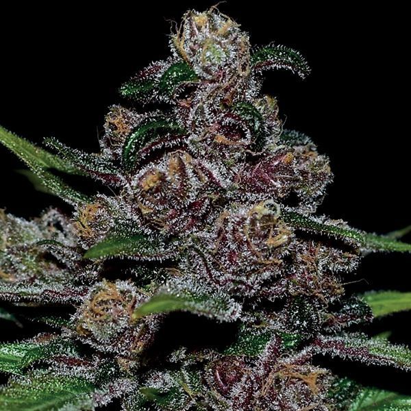Auto Blackberry Moonrocks (Anesia Seeds) Feminiserade