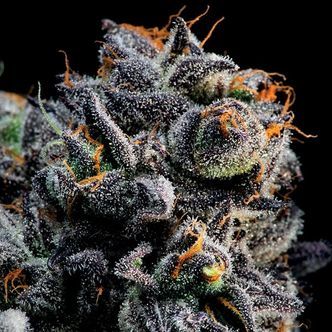 Auto Blueberry Banana (Anesia Seeds) feminiserade