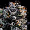Auto Blueberry Banana (Anesia Seeds) Feminiserade