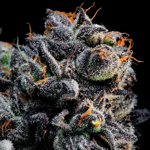 Auto Blueberry Banana (Anesia Seeds) Feminiserade