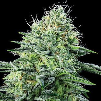 Auto Strawberry Banana (Anesia Seeds) feminiserade cannabisfr&ouml;n