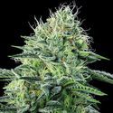 Strawberry Banana Auto (Anesia Seeds) Feminiserade