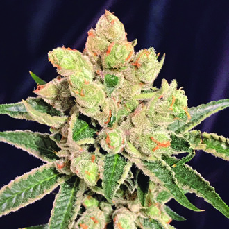 Banana Sherbet (The Kush Brothers) Feminiserade