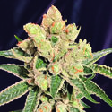 Banana Sherbet (The Kush Brothers) Feminiserade