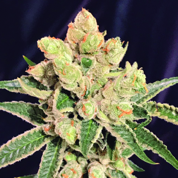Banana Sherbet (The Kush Brothers) Feminiserade