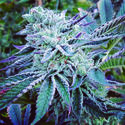 Cheese Cake Cookies (The Kush Brothers) Feminiserade
