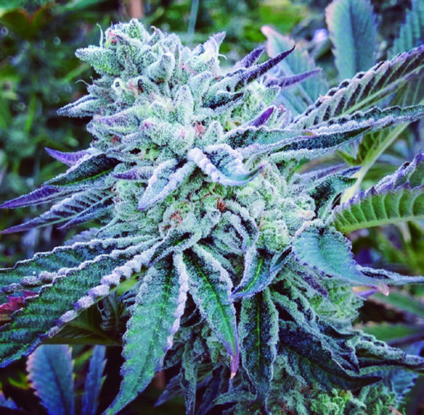 Cheese Cake Cookies (The Kush Brothers) Feminiserade