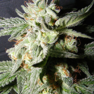 Confidencial Medicine (The Kush Brothers) feminiserade