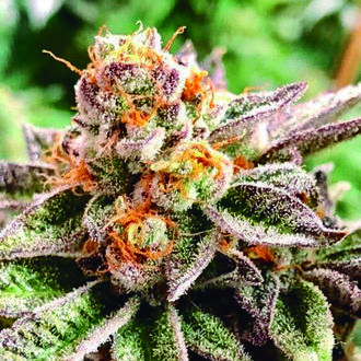 Dosidoss (The Kush Brothers) Feminiserade