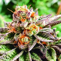 Dosidoss (The Kush Brothers) Feminiserade