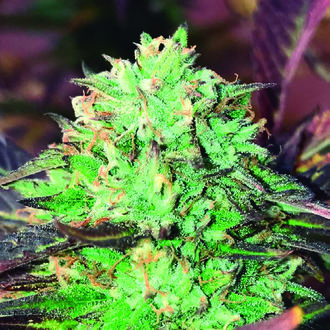 Gelato Royal (The Kush Brothers) Feminiserade