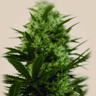 Langui Kush (The Kush Brothers) Feminiserade