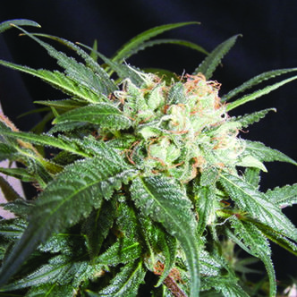 Malibu (The Kush Brothers) feminiserade cannabisfr&ouml;n