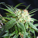 Malibú (The Kush Brothers) Feminiserade