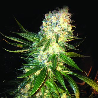 MassKush (The Kush Brothers) feminiserade