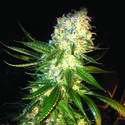 MassKush (The Kush Brothers) Feminiserade