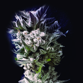 Petro $ OG (The Kush Brothers) feminiserade cannabisfr&ouml;n