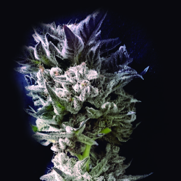 Petro $ OG (The Kush Brothers) Feminiserade