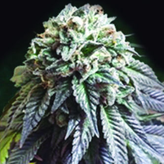 The Dark Side (The Kush Brothers) feminiserade