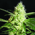 Yellowstone (The Kush Brothers) Feminiserade