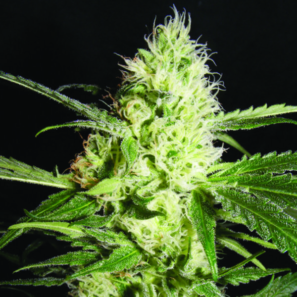 Yellowstone (The Kush Brothers) Feminiserade