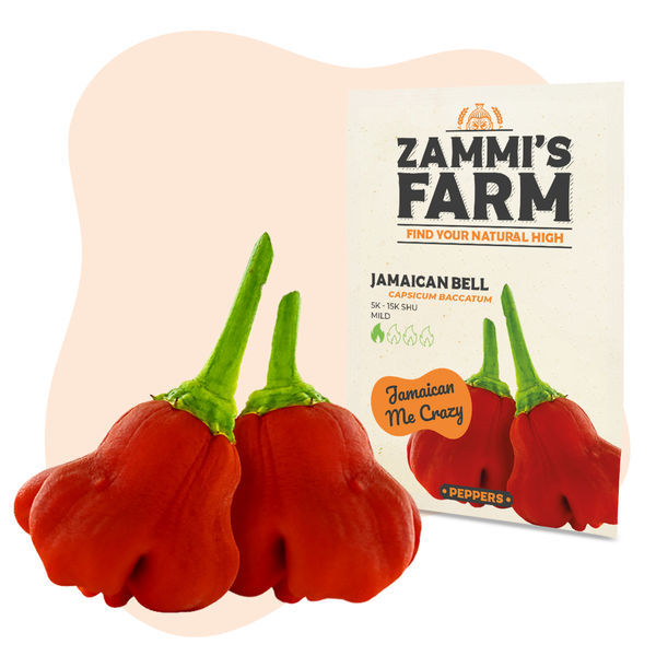 Jamaican Bell Cambuci-frön