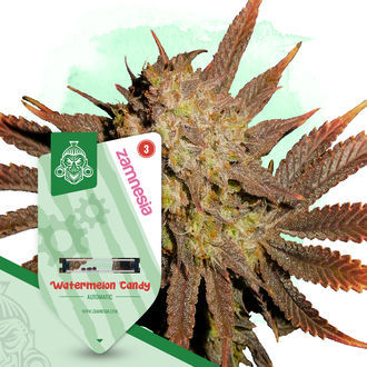 Watermelon Candy Autoflower (Zamnesia Seeds) Feminiserade