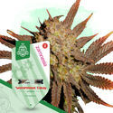 Watermelon Candy Autoflower (Zamnesia Seeds) Feminiserade