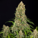 Watermelon Candy Autoflower (Zamnesia Seeds) Feminiserade