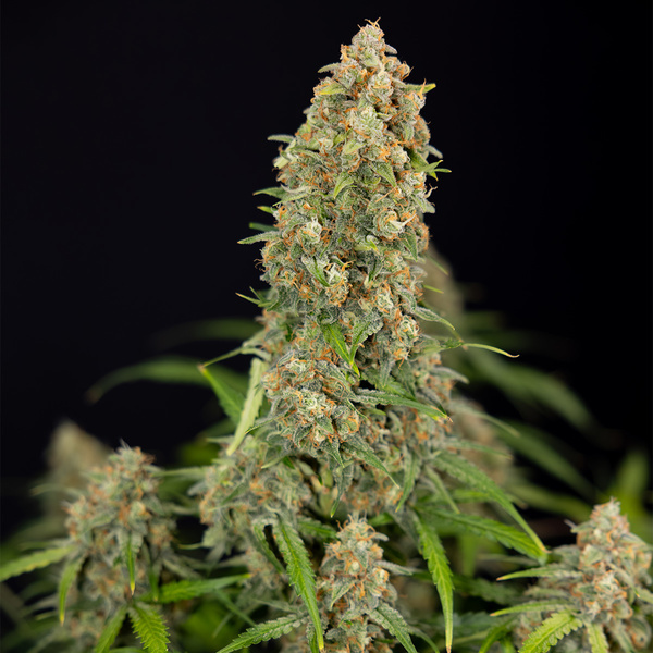 Watermelon Candy Autoflower (Zamnesia Seeds) Feminiserade
