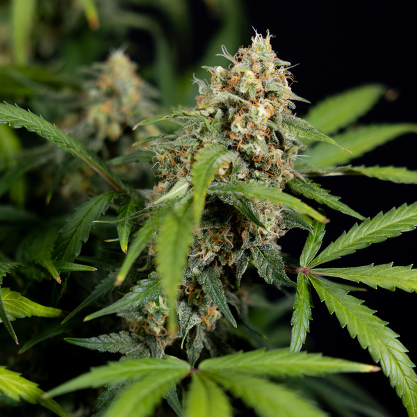 Watermelon Candy Autoflower (Zamnesia Seeds) Feminiserade
